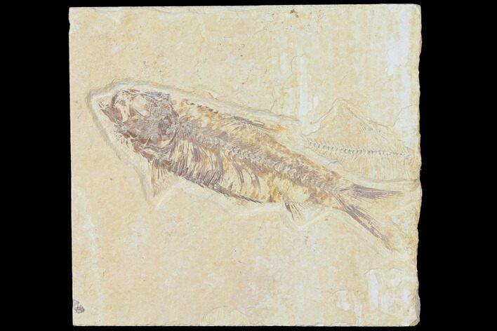Detailed Fossil Fish (Knightia) - Wyoming #120362